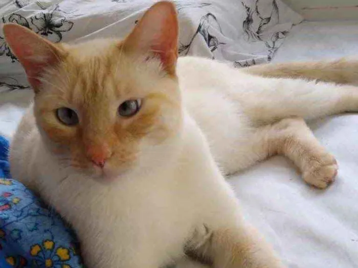 Gato ra a Siamês red point  idade 1 ano nome Pepe lindo e bonzinh