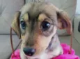 Bebês Tati