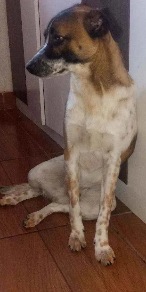 Cachorro ra a Vira-lata idade 2 anos nome Bento