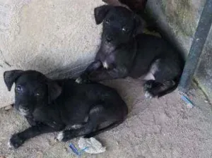 Cachorro raça Não tem raça  idade 2 a 6 meses nome Falcão e safira 
