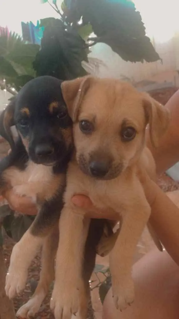 Cachorro ra a Vira lata não sabemos a raça  idade 2 a 6 meses nome Sem nome 