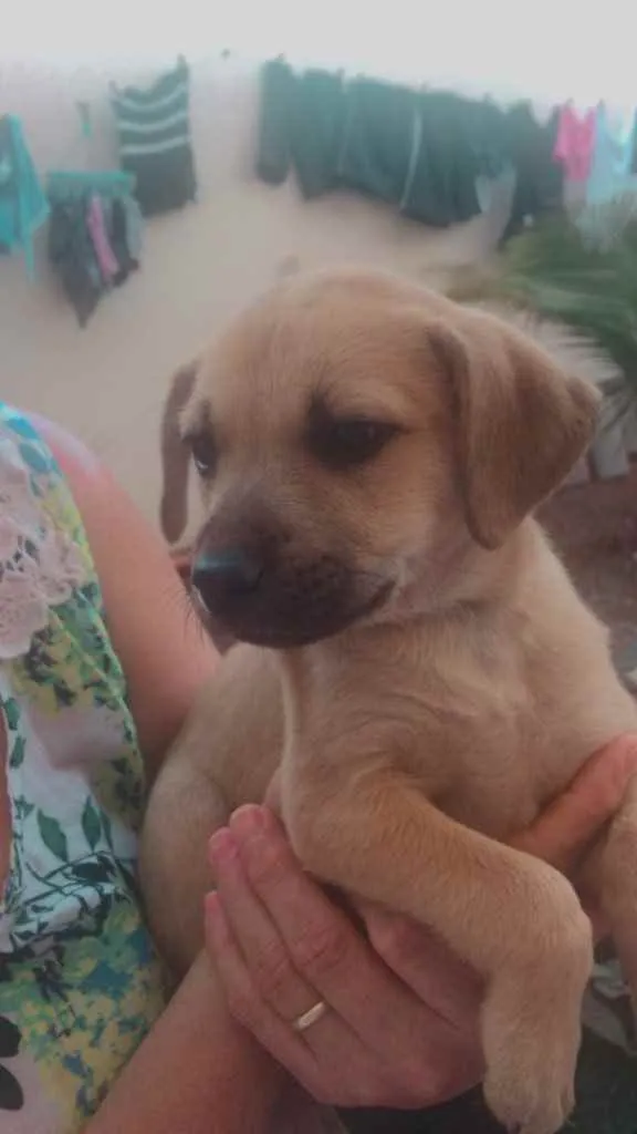 Cachorro ra a Vira lata não sabemos a raça  idade 2 a 6 meses nome Sem nome 