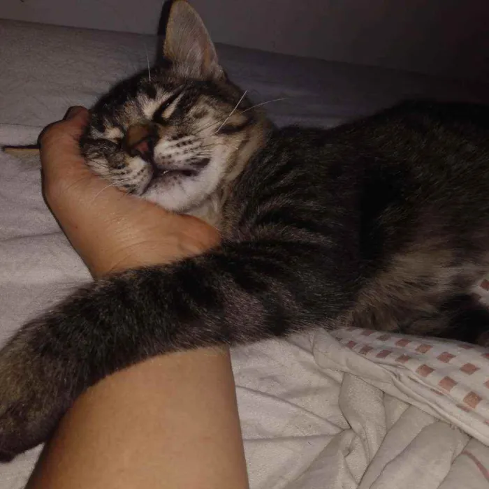 Gato ra a Rajado idade 2 a 6 meses nome Afonso