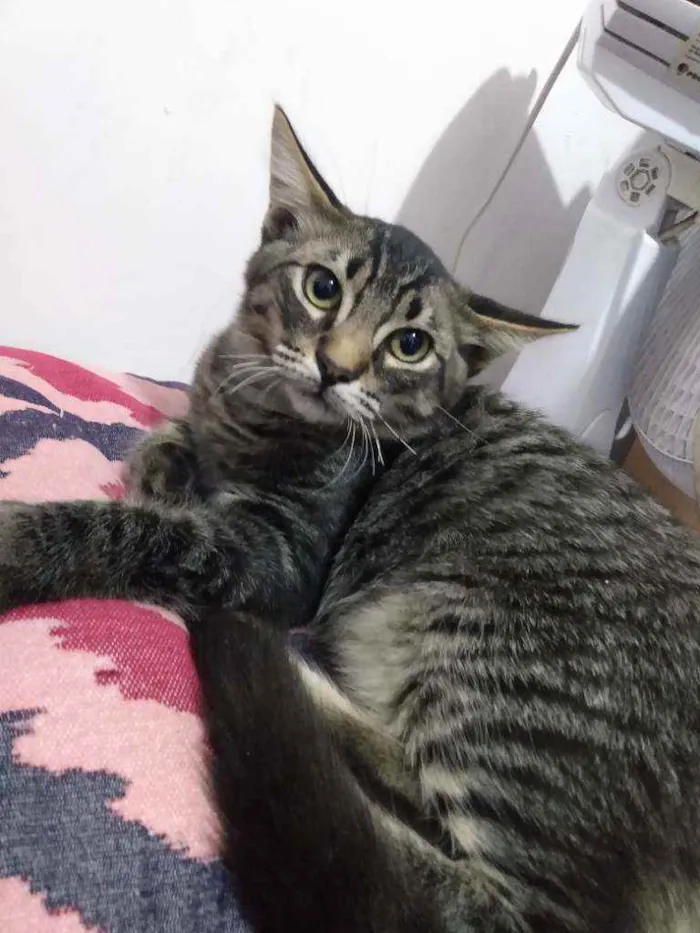 Gato ra a Rajado idade 2 a 6 meses nome Afonso