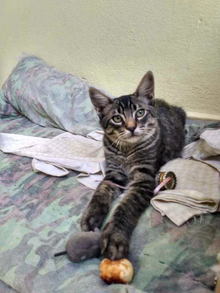 Gato ra a Rajado idade 2 a 6 meses nome Afonso