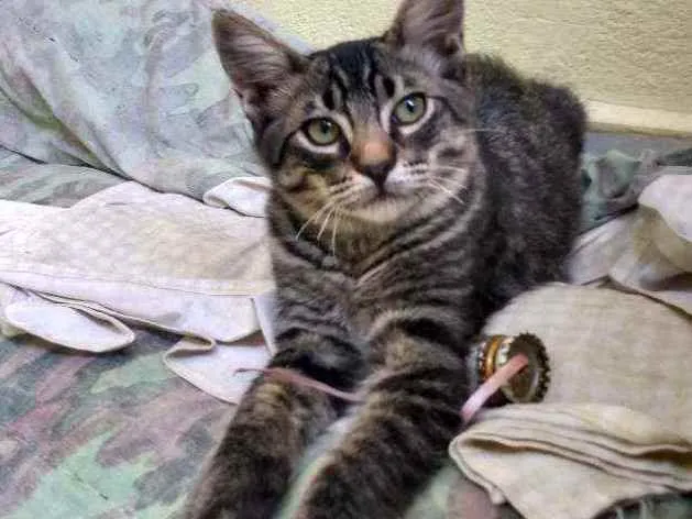 Gato ra a Rajado idade 2 a 6 meses nome Afonso