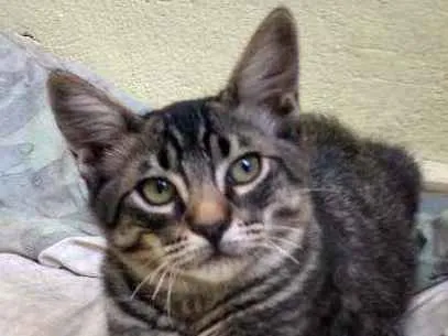 Gato ra a Rajado idade 2 a 6 meses nome Afonso