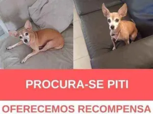 Cachorro raça Pincher  idade  nome Piti