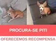 Piti