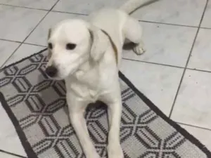 Cachorro raça Golden com Viralata idade 4 anos nome Jhob