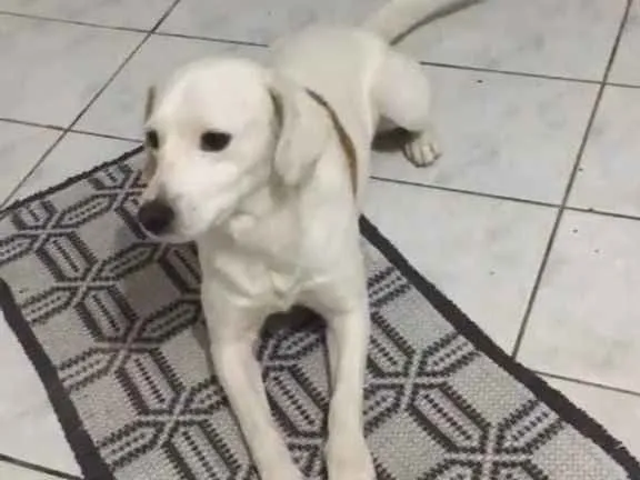 Cachorro ra a Golden com Viralata idade 4 anos nome Jhob