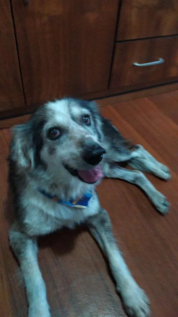 Cachorro ra a SRD idade 6 ou mais anos nome Paçoca