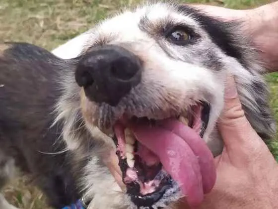 Cachorro ra a SRD idade 6 ou mais anos nome Paçoca