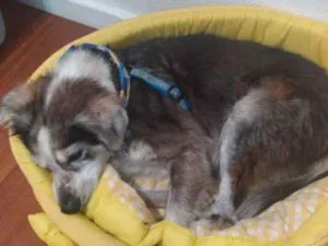 Cachorro raça SRD idade 6 ou mais anos nome Paçoca