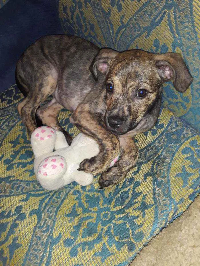 Cachorro raça SRD idade 2 a 6 meses nome Pandora