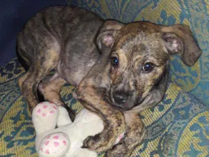 Cachorro raça SRD idade 2 a 6 meses nome Pandora