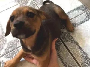 Cachorro raça vira lata idade 2 a 6 meses nome sem nomes 