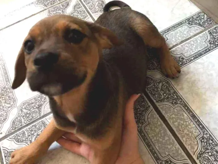 Cachorro ra a vira lata idade 2 a 6 meses nome sem nomes 