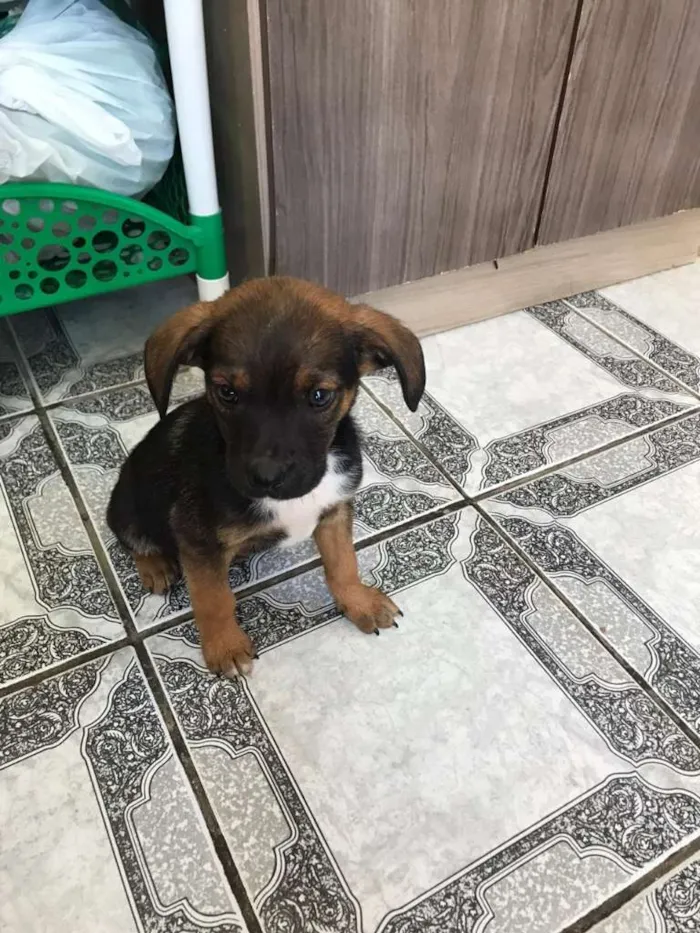 Cachorro ra a vira lata idade 2 a 6 meses nome sem nomes 