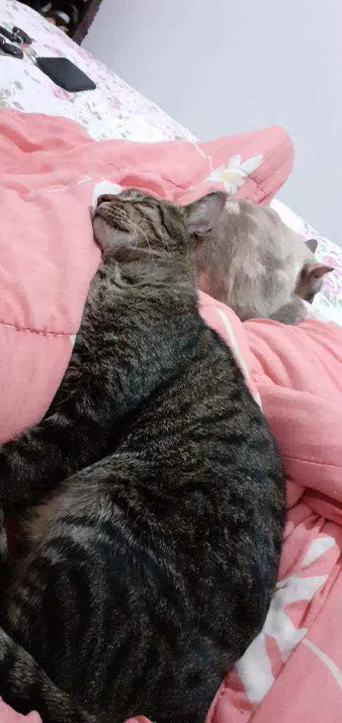Gato ra a Comum  idade 1 ano nome Tobby 