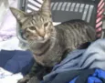 Tobby