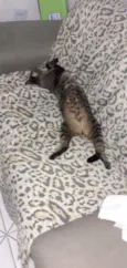 Tobby