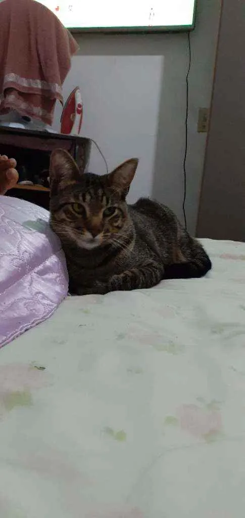 Gato ra a Comum  idade 1 ano nome Tobby 