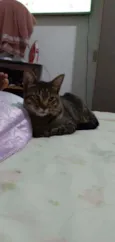 Tobby