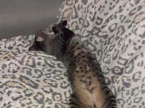 Gato ra a Comum  idade 1 ano nome Tobby 