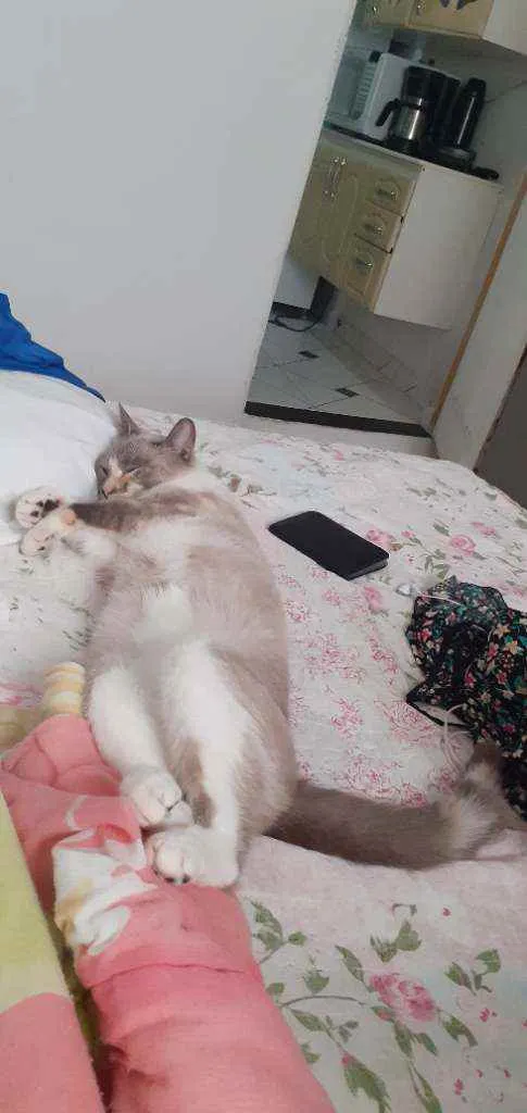 Gato ra a Comum  idade 2 anos nome Felipa 