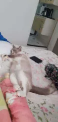 Felipa