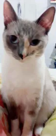 Felipa