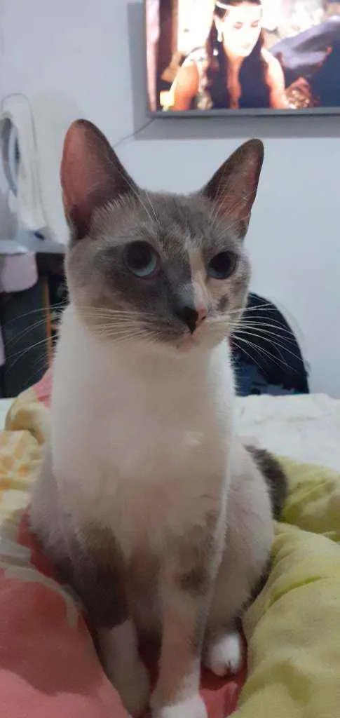 Gato ra a Comum  idade 2 anos nome Felipa 