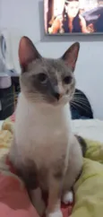Felipa