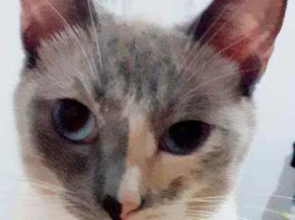 Gato ra a Comum  idade 2 anos nome Felipa 