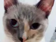 Felipa