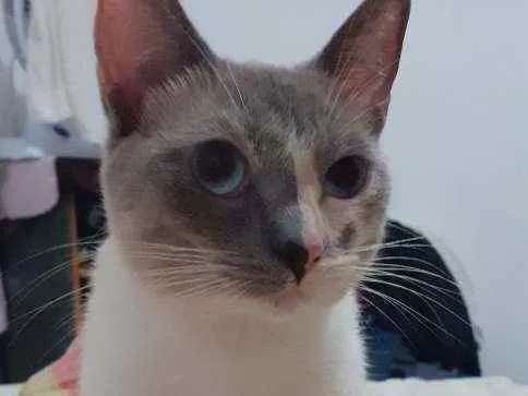 Gato ra a Comum  idade 2 anos nome Felipa 