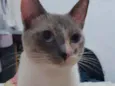 Felipa