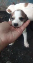 Não tem