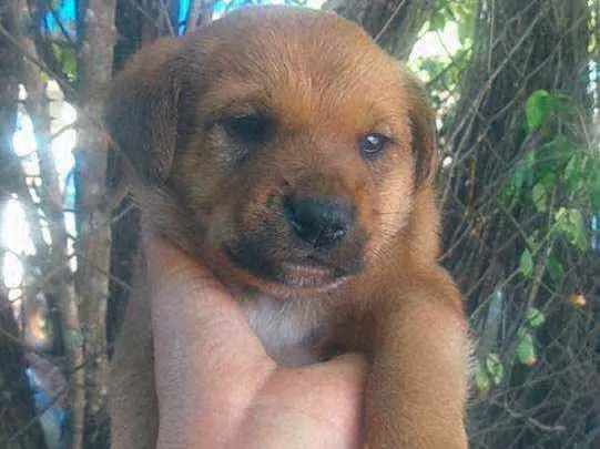 Cachorro ra a Mistura  idade Abaixo de 2 meses nome Não tem 