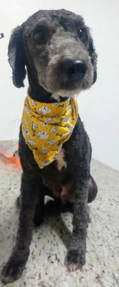 Cachorro raça POODLE idade 1 ano nome HERCULES 