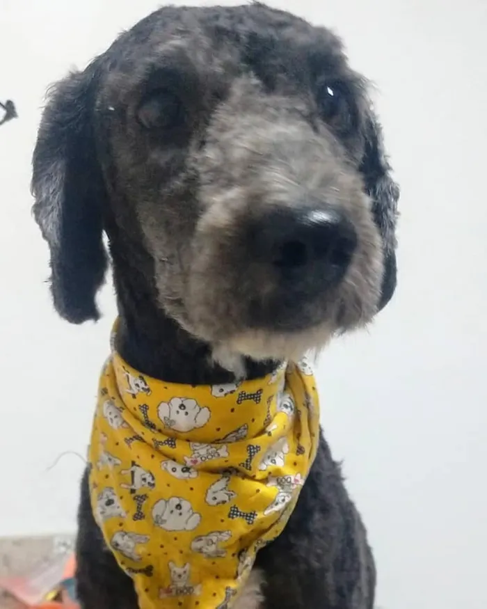 Cachorro raça POODLE idade 1 ano nome HERCULES 