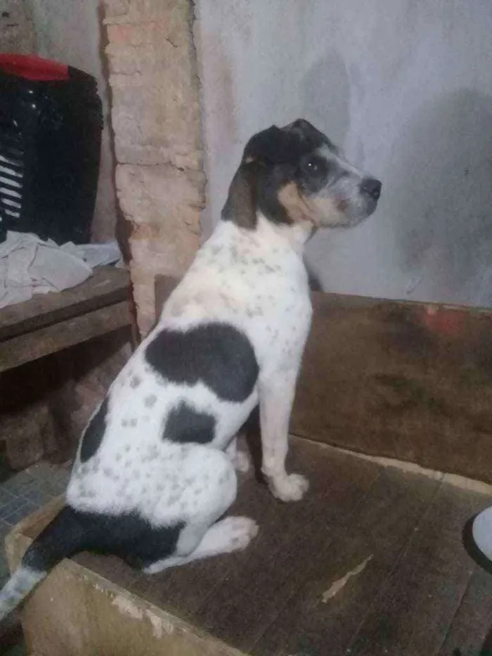 Cachorro ra a Charpei c labrador  idade 2 a 6 meses nome Maik