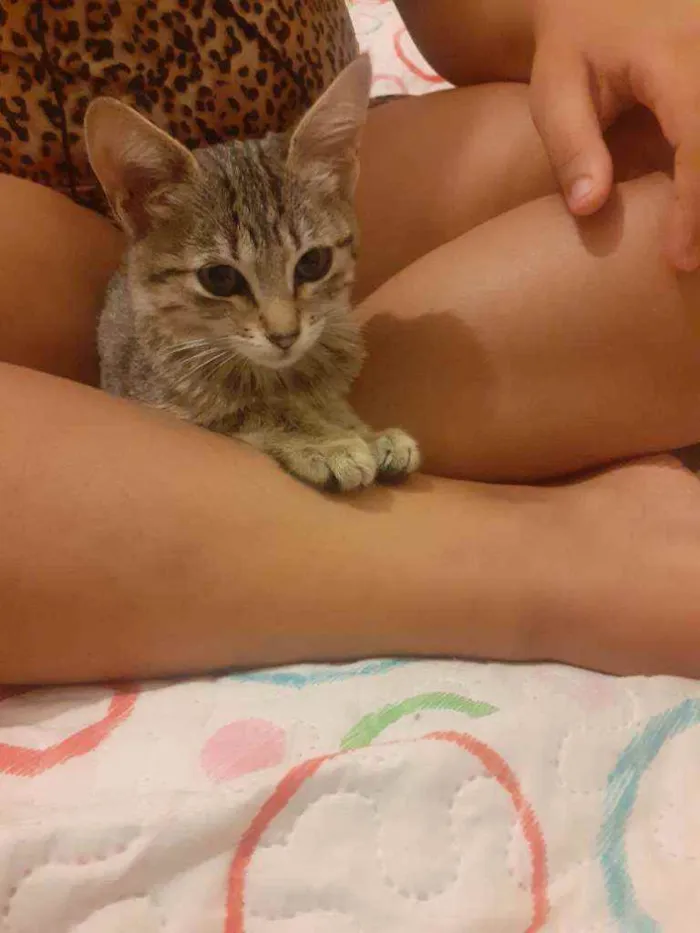 Gato ra a  idade 2 a 6 meses nome Miau