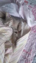 Miau