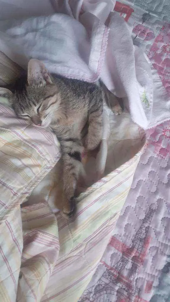 Gato ra a  idade 2 a 6 meses nome Miau