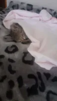 Miau