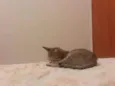 Miau