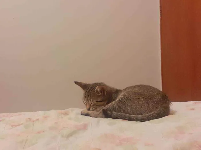 Gato ra a  idade 2 a 6 meses nome Miau