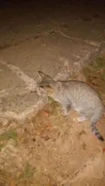 Miau